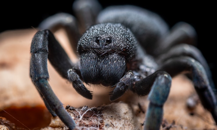 Arizona's most common pests